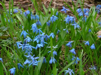 Scilla sibericaOosterse sterhyacint bestellen